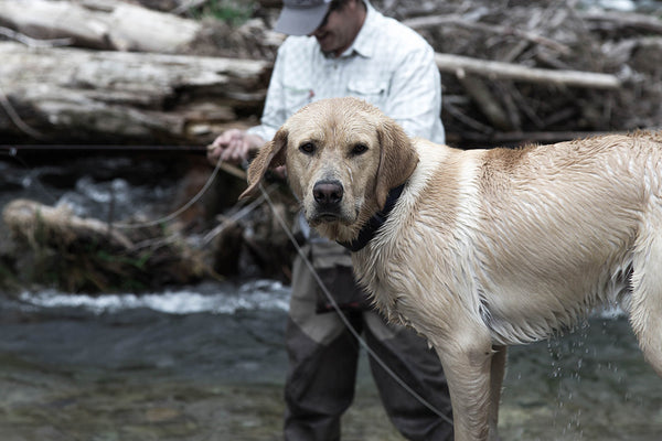 Three Keys to Happiness: A River, a Dog, and a Cup of Tea