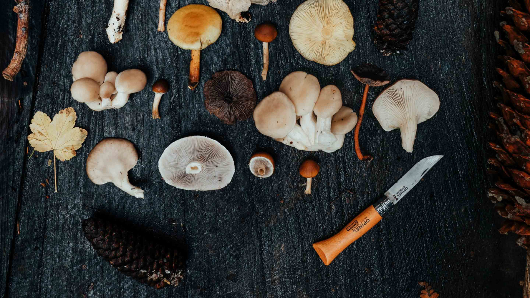 FORAGED MUSHROOMS WITH KNIFE